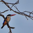 Black-Capped Kingfisher