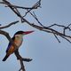 Black-Capped Kingfisher