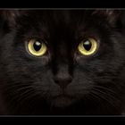 Black Cat