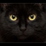 Black Cat