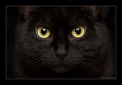 Black Cat