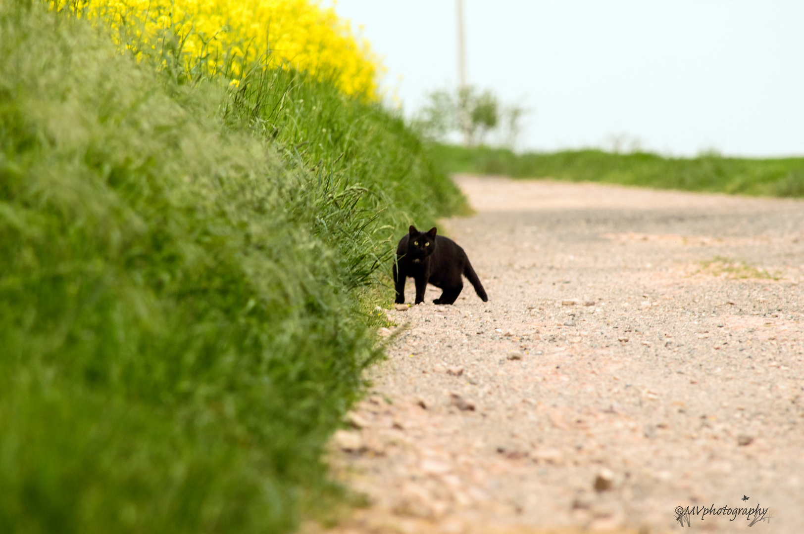 black cat