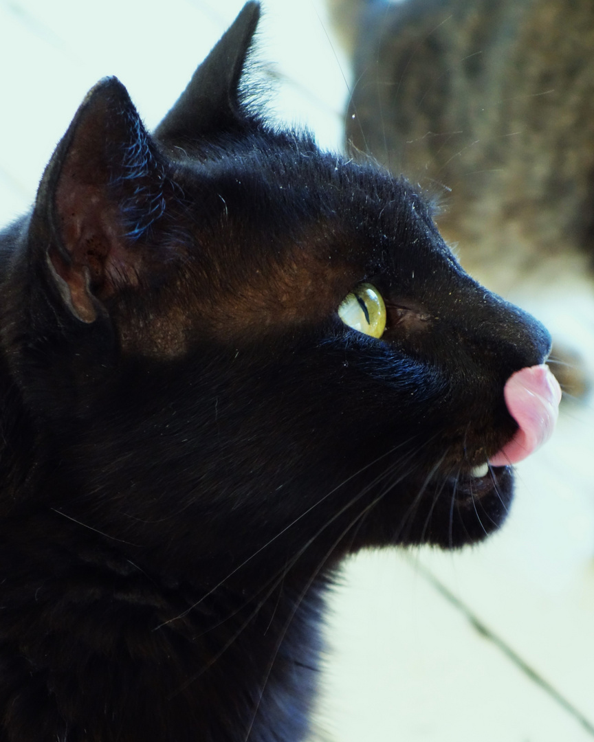*Black Cat* #3