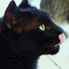 *Black Cat* #3