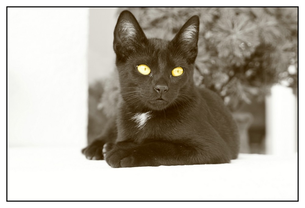 Black Cat