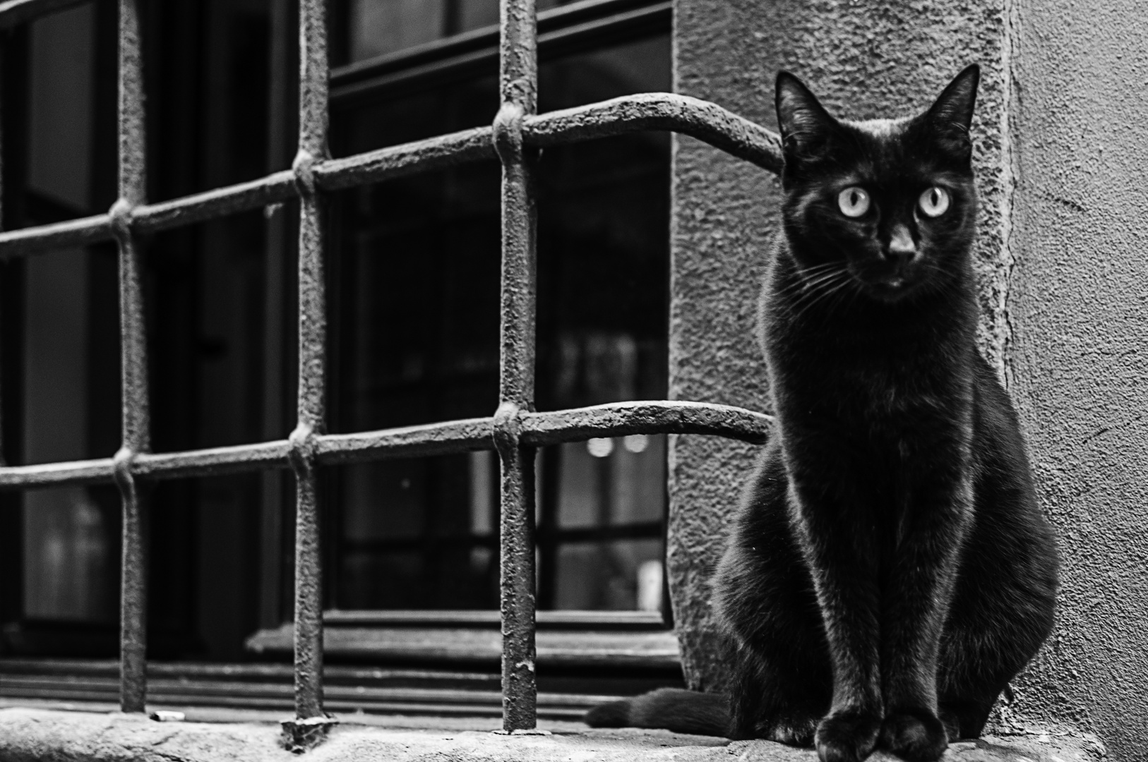 Black cat 