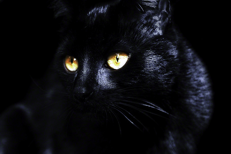 Black Cat