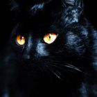 Black Cat