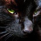 black cat