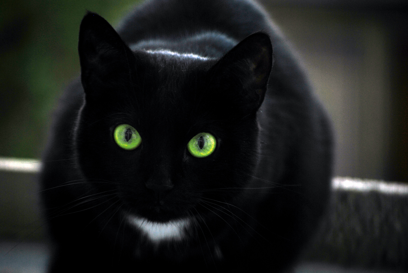 Black Cat