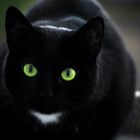 Black Cat