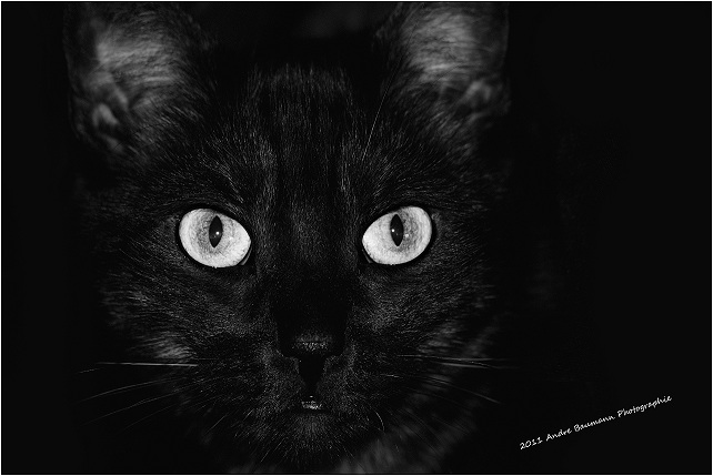 Black Cat