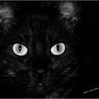 Black Cat