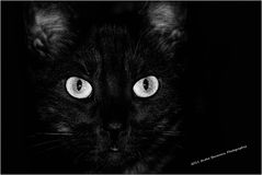 Black Cat