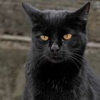 BLACK CAT