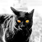 black cat