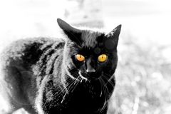 black cat