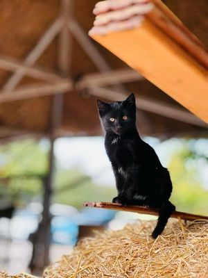 Black Cat and Golden Light