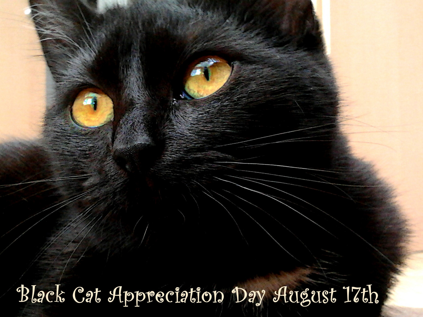 Black Cat Appreciation Day August 17th