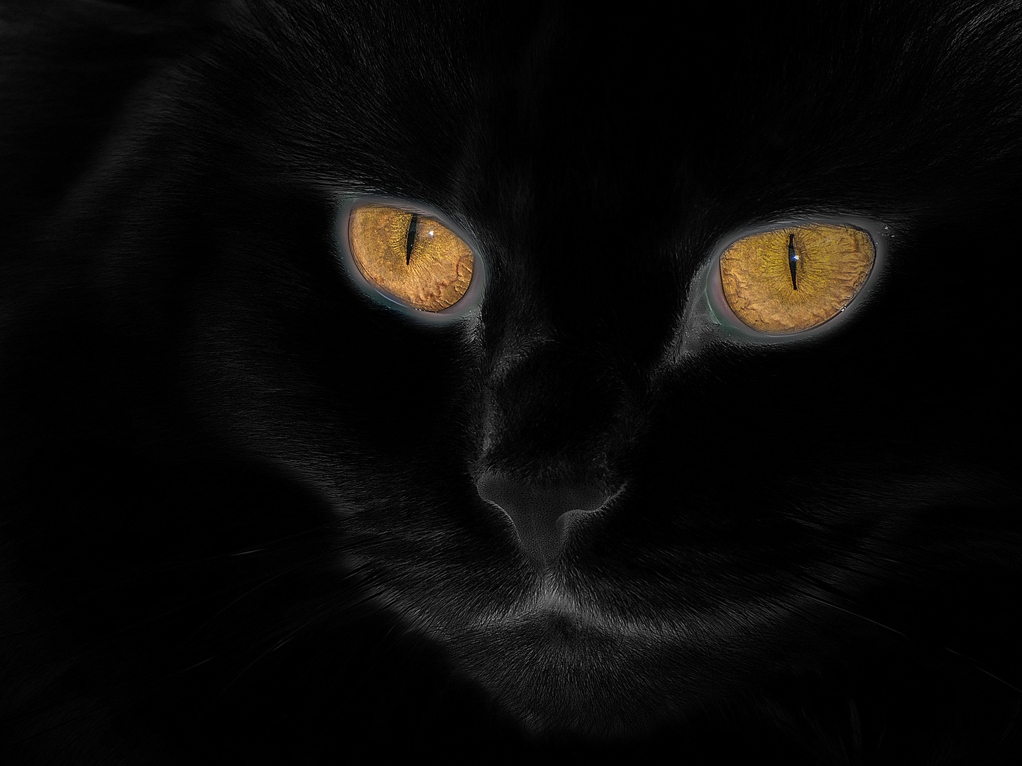 Black Cat