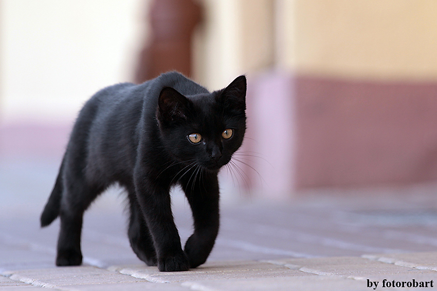 Black Cat