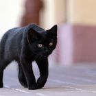 Black Cat