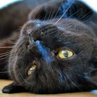 Black Cat...