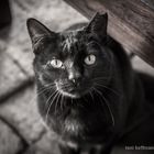black cat
