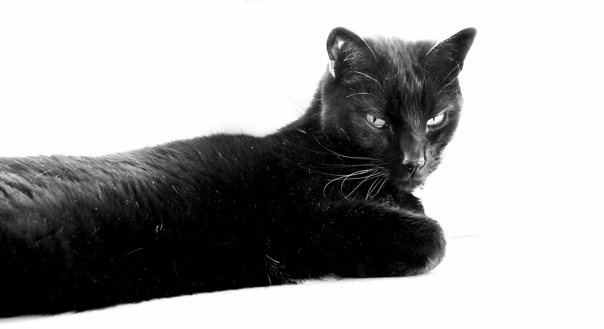 Black Cat