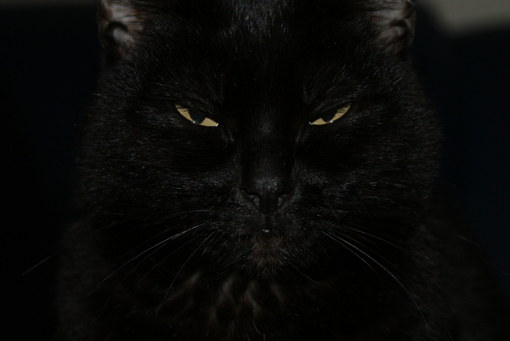 Black .......................Cat ................