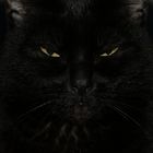 Black .......................Cat ................