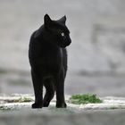 Black cat