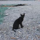 Black Cat from Oman