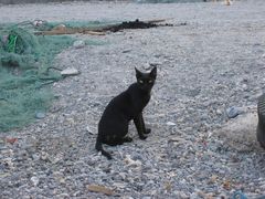 Black Cat from Oman