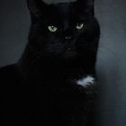 Black Cat II