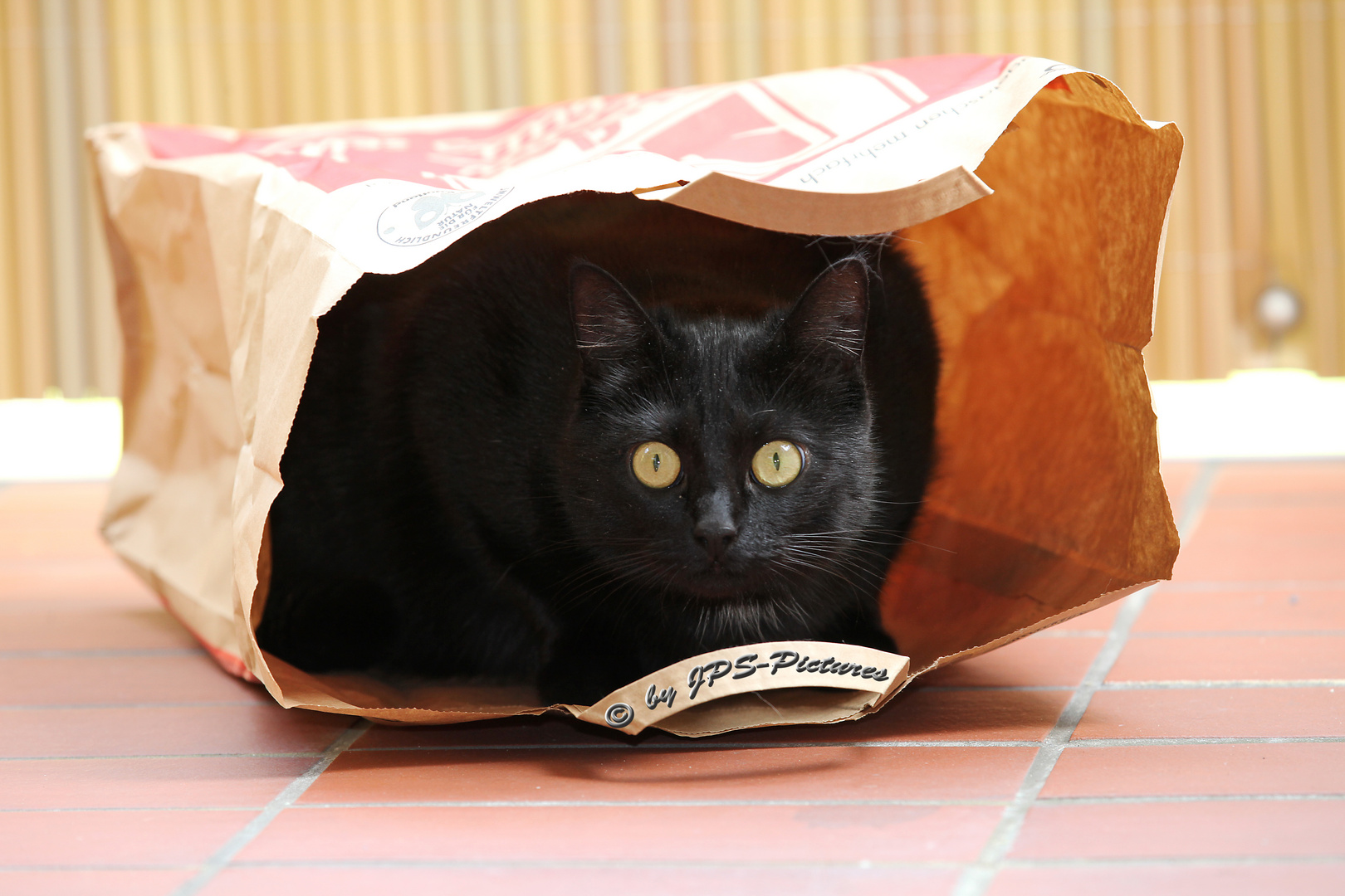 black cat in a paper bag