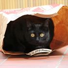 black cat in a paper bag