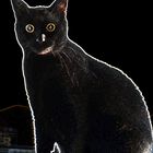 Black cat in the night.