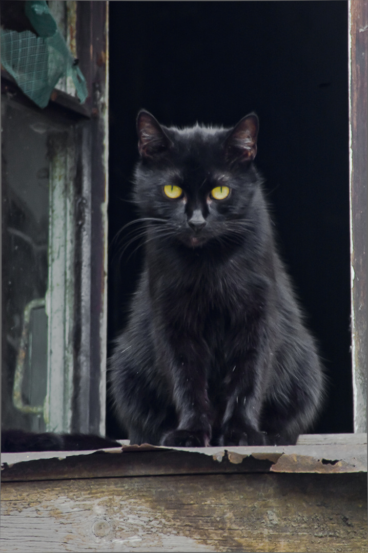 Black cat in the window.Petrogradka.