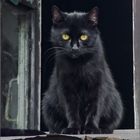 Black cat in the window.Petrogradka.