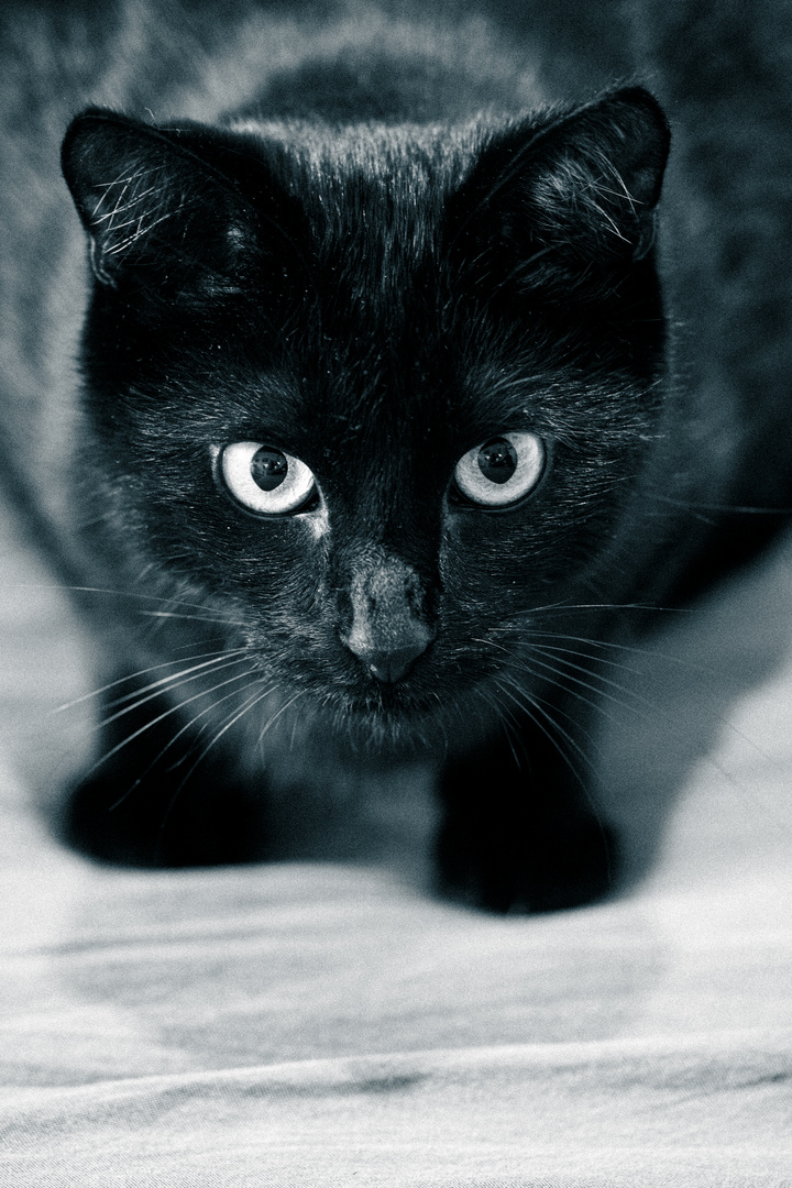 Black Cat Monochrome