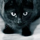 Black Cat Monochrome