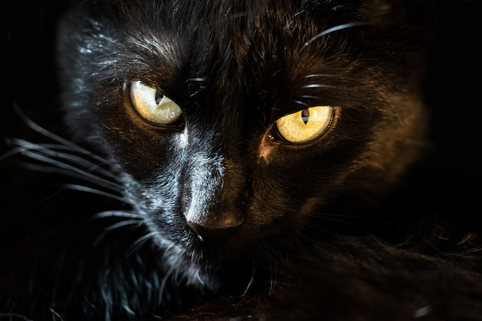 Black Cat Portrait