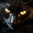 Black Cat Portrait