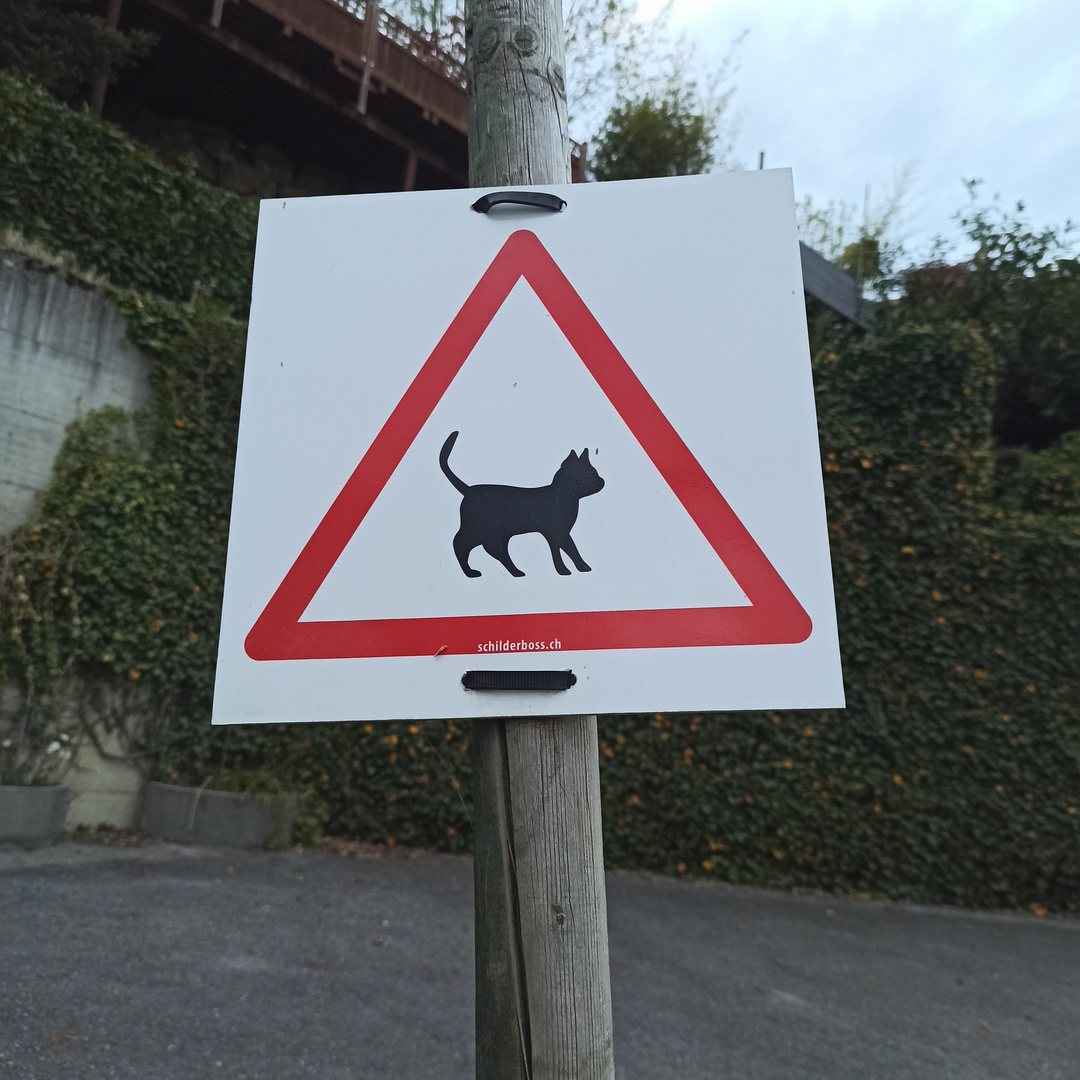 Black Cats crossing 