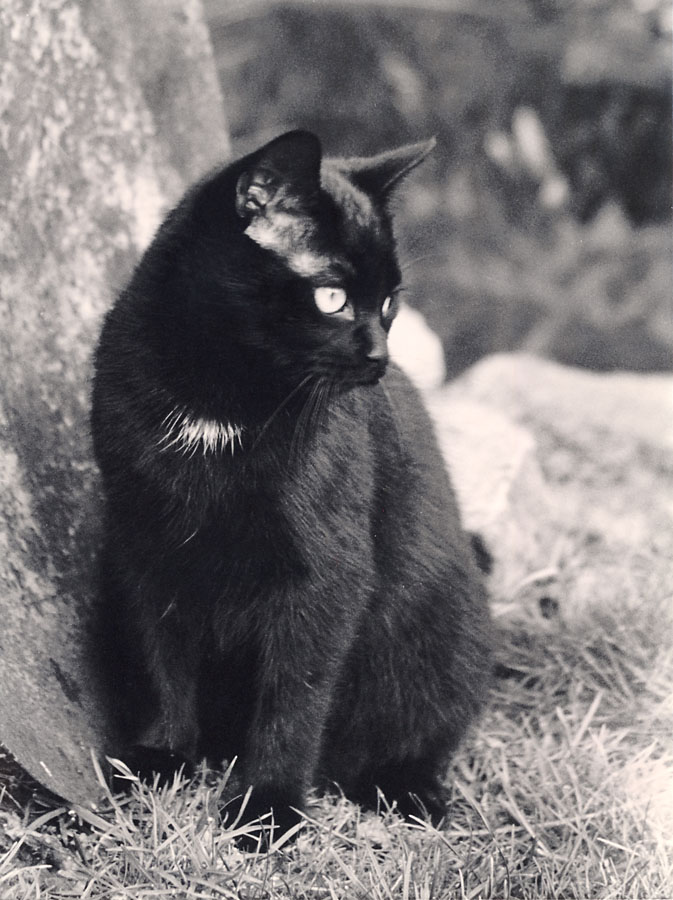 black cats don´t need colour prints