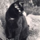 black cats don´t need colour prints