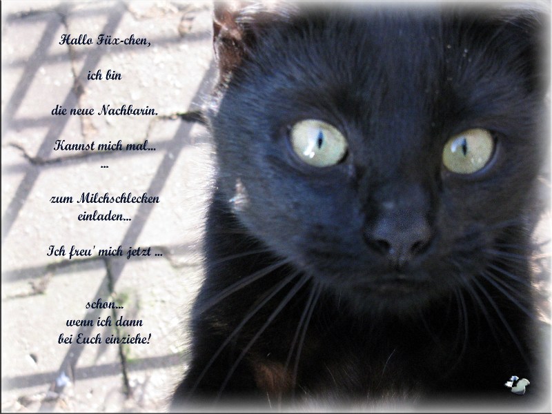 ... black cats - Füx-chen's Nachbarn ...