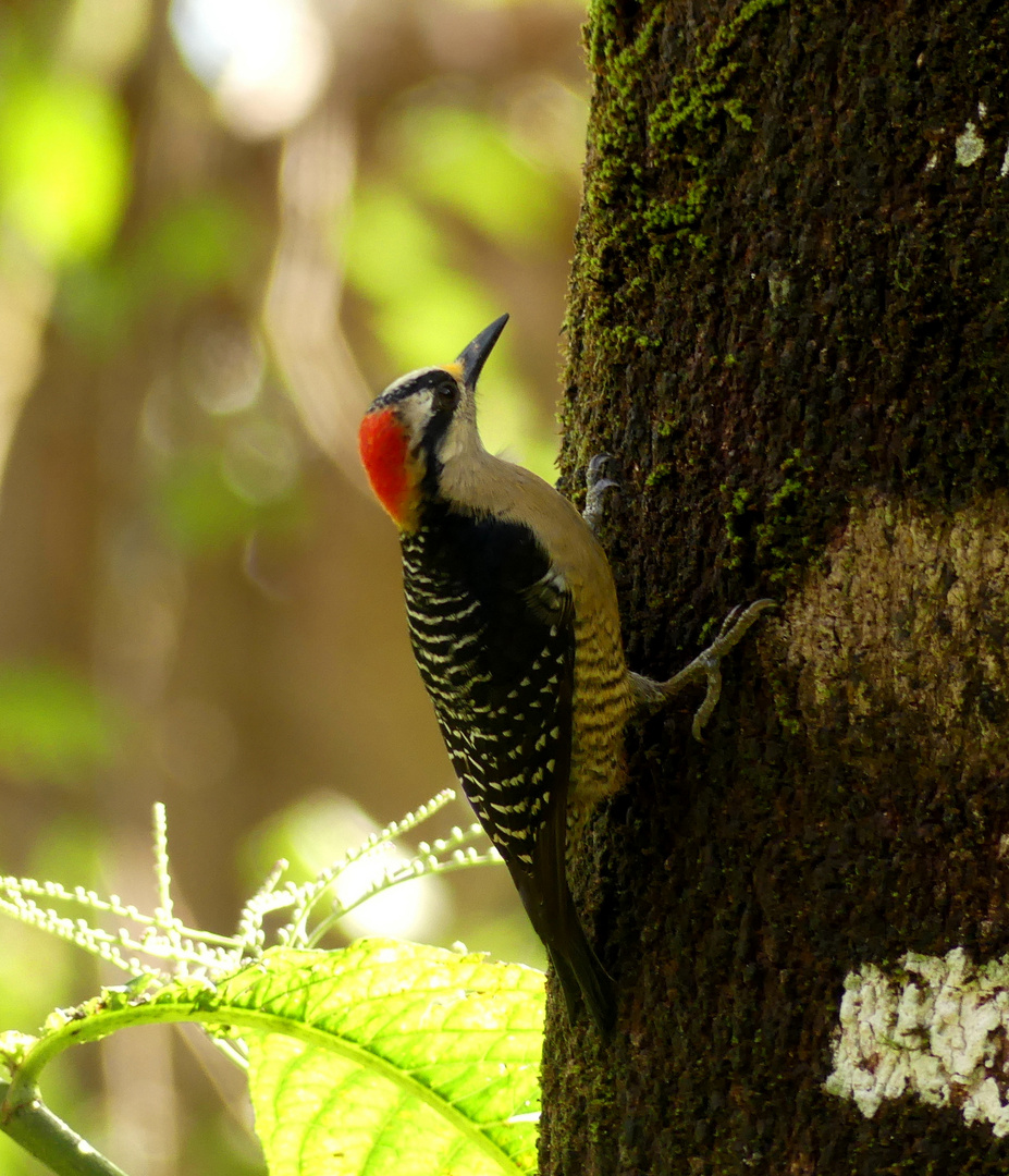 - black-cheeked woodpeckert -