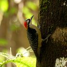 - black-cheeked woodpeckert -